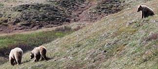 Bear Family