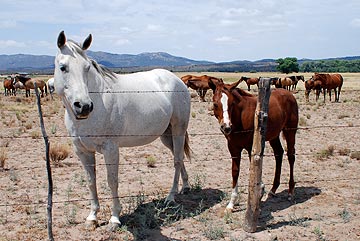 Mare and Baby