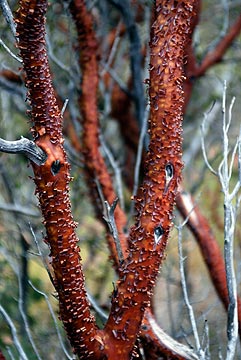 Manzanita Bark
