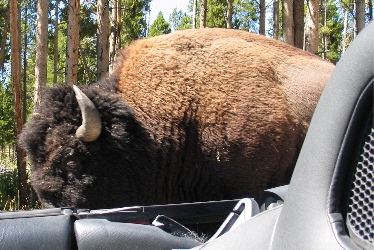 Bison