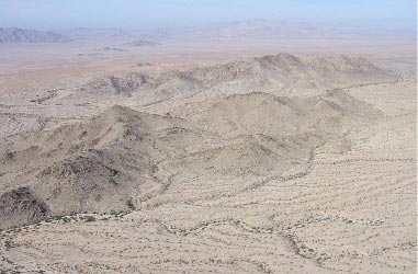 Joshua Tree