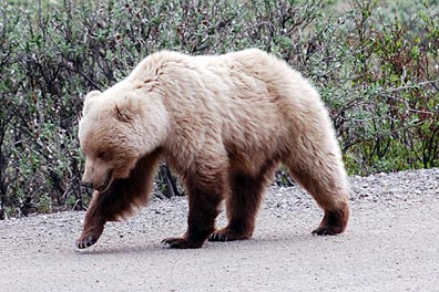 Grizzly Bear