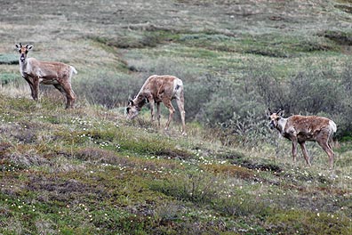 Caribou