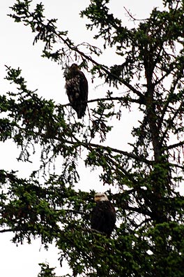 Bald Eagles