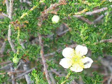 Pine flower