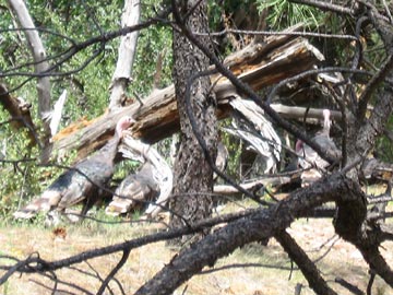 Wild Turkeys