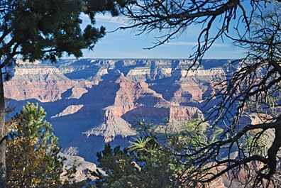 Tree-Framed Dawn at the Grand Canyon