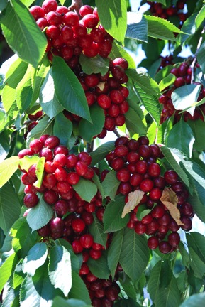 A lot of cherries
