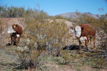 Open Range Cattle
