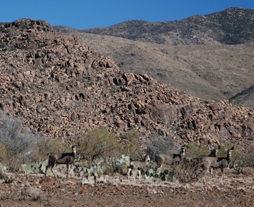 Mule Deer