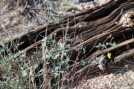 Wildflowers Wildflowers