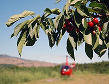 Helicopter Cherries