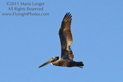 High-Flying Pelican