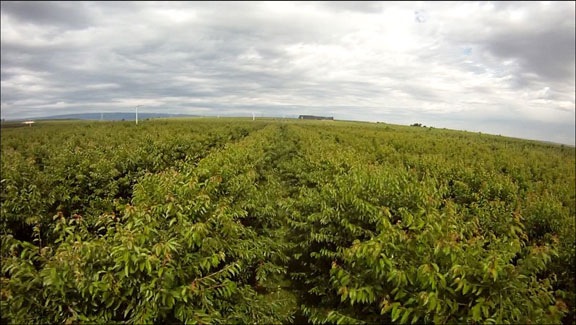 Cherry Drying