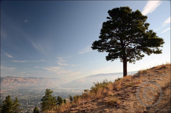 Lone Pine Over Wenatchee