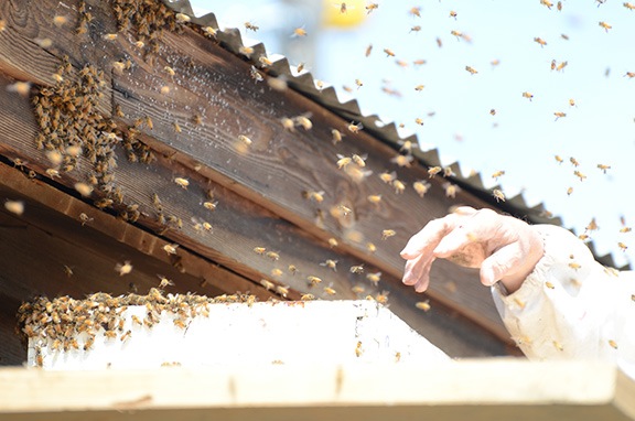 Bee Man in Action