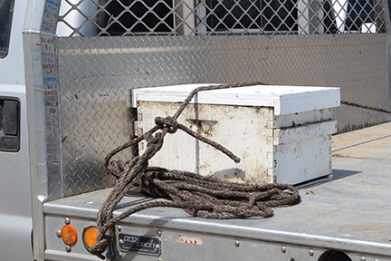 Bees on a Truck