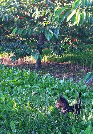 Penny in the Orchard