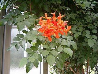 Cape Honeysuckle