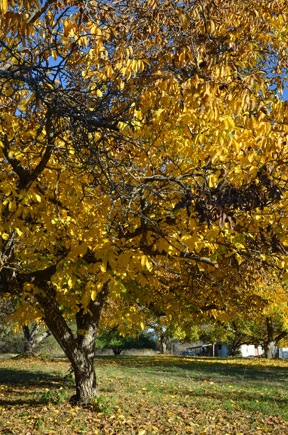 Walnut Tree