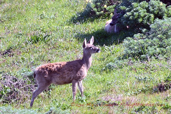 Two Deer