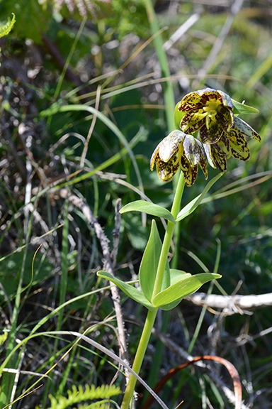Chocolate Lily