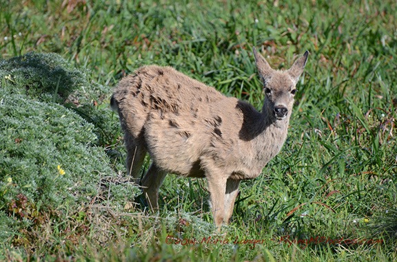 Black-Tailed Deer