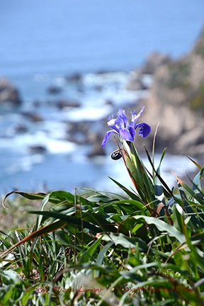 Iris