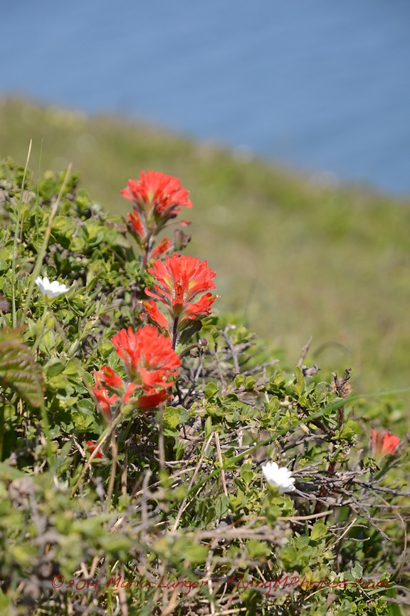 Indian Paintbrush