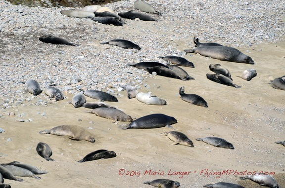 Elephant Seals