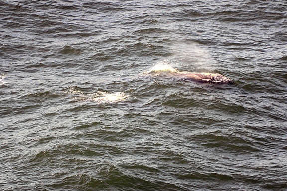 Whales