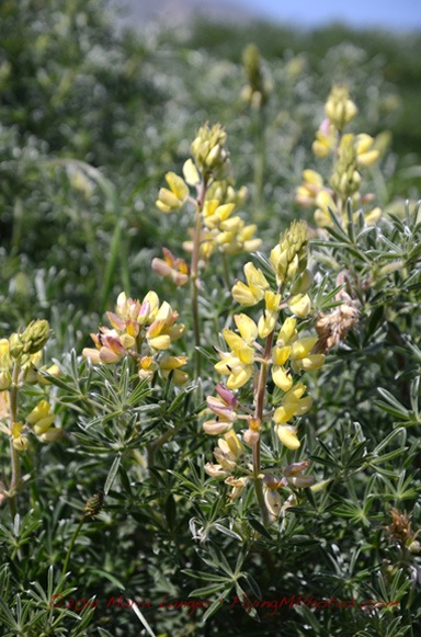 Yellow Bush Lupine