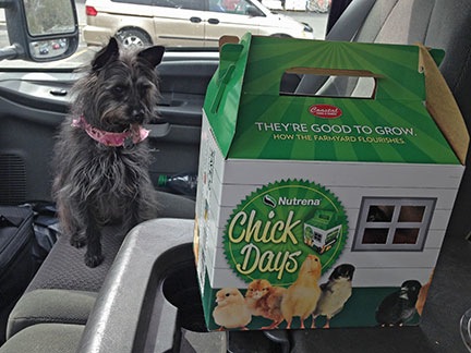 Penny with Chicks