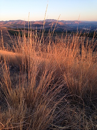 Bunch Grass in First Light