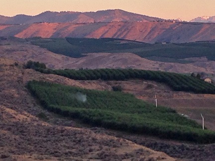 Sprayer in Orchard