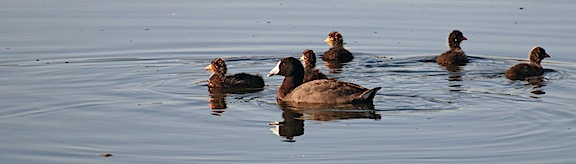 American Coot Family
