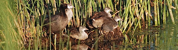 American Coot Family 2