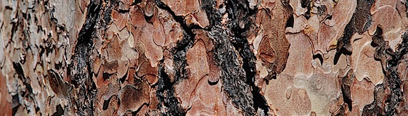 Bark