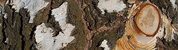 Birch Bark 2