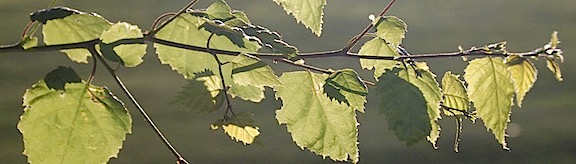 Birch Leaves