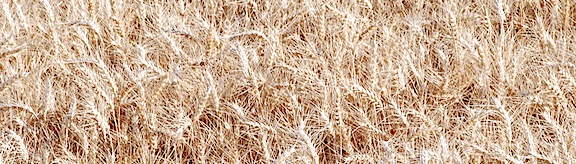 Close Up Wheat