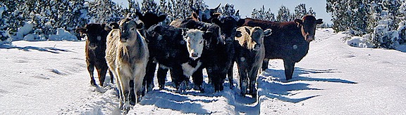 Cows in the Road