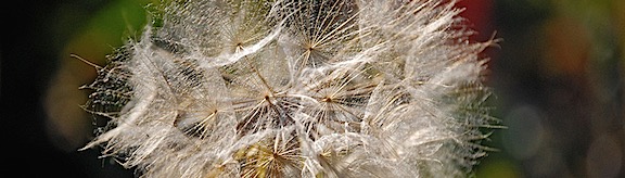 Dandelion