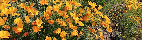 Desert Wildflowers