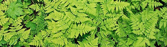 Fern