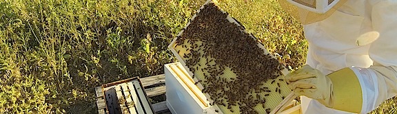 Inspecting Bees