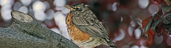 Juvenile Robin