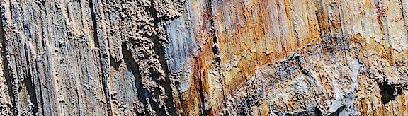 Petrified Wood
