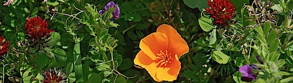 Poppies Plus