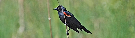 Red Wing BlackBird